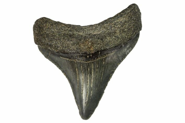 Juvenile Megalodon Tooth - Georgia #115730